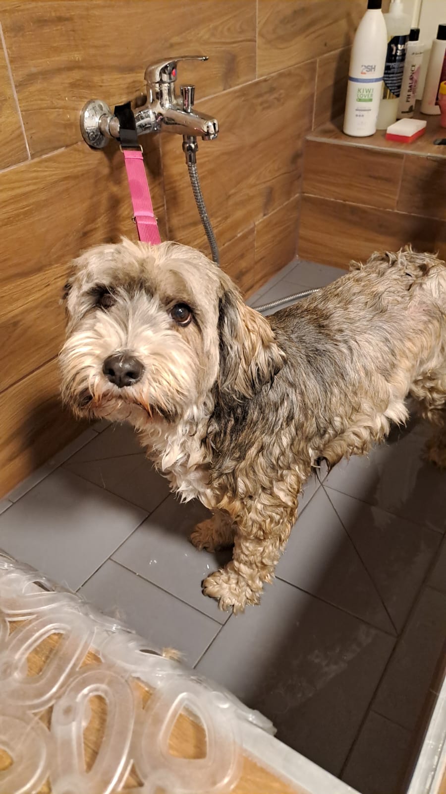 Chalkiope of Wild Marry Brno