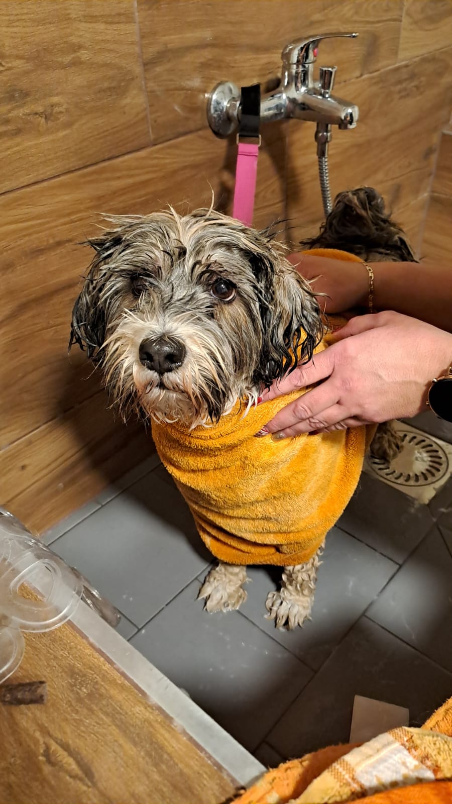 Chalkiope of Wild Marry Brno