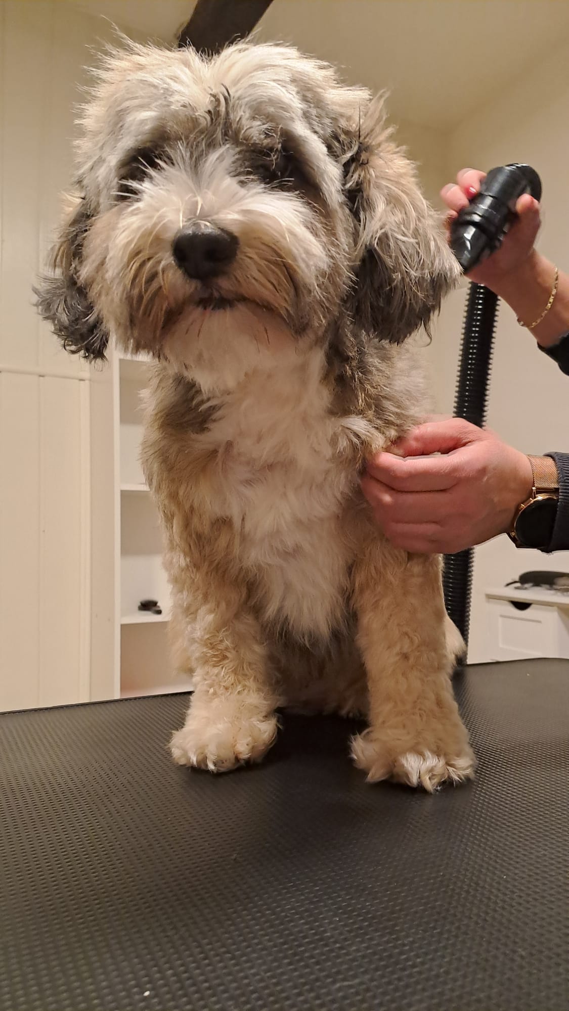 Chalkiope of Wild Marry Brno