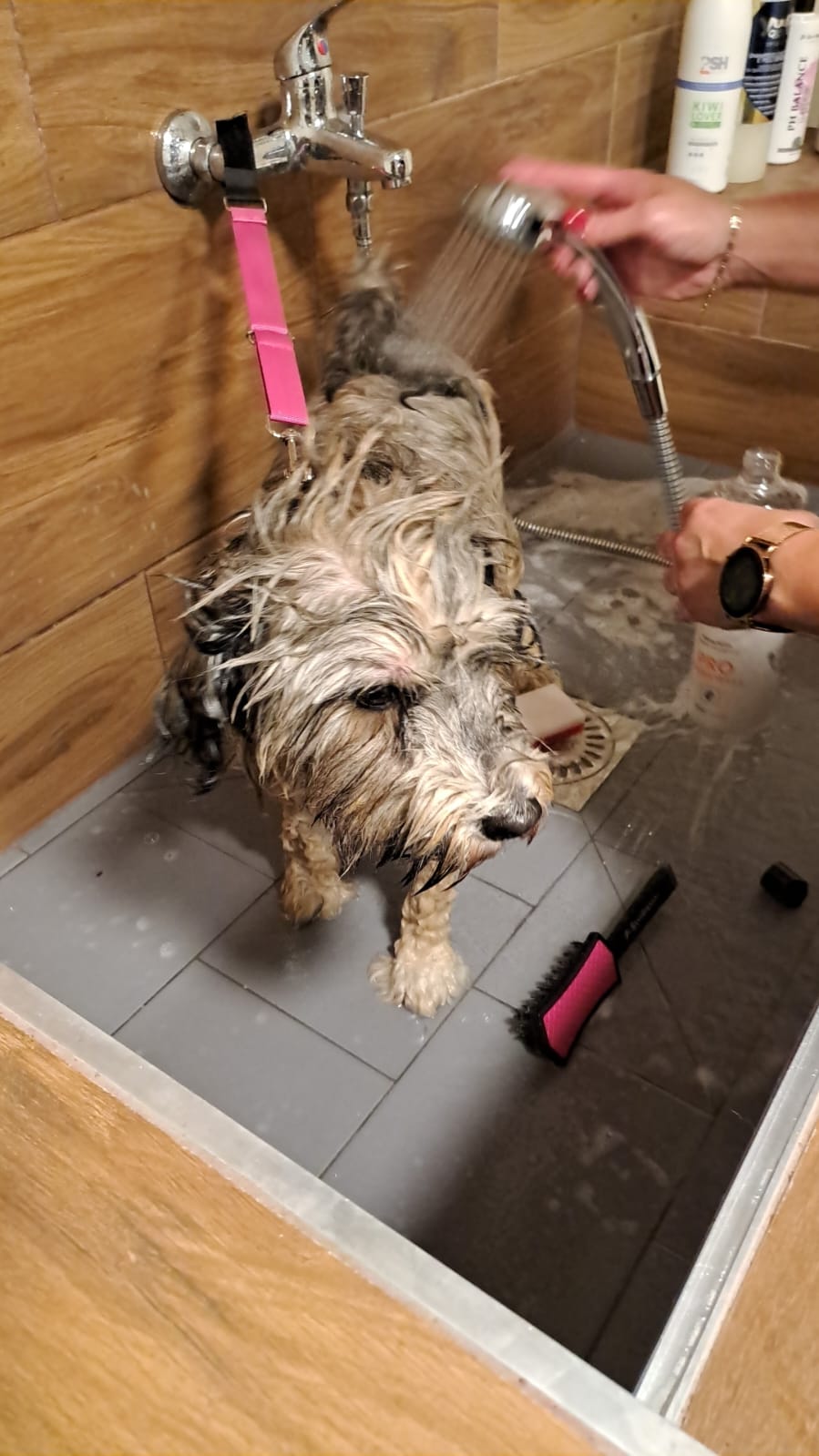 Chalkiope of Wild Marry Brno